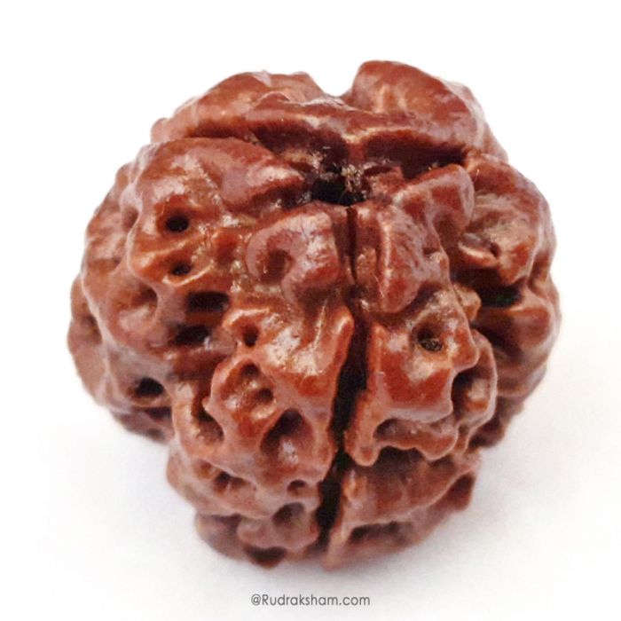 (19.53mm) 3 Mukhi Rudraksha Super Collector Bead | 3 Mukhi Rudraksha Bead | Teen Mukhi, Three Faced Rudraksha from Nepal | Energised and Pure Super Collector 3 Mukhi Bead