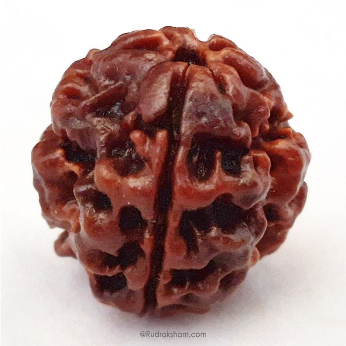 (20.32mm) 3 Mukhi Rudraksha Super Collector Bead | 3 Mukhi Rudraksha Bead | Teen Mukhi, Three Faced Rudraksha from Nepal | Three Mukhi Rudraksha Bead for Planet Mars