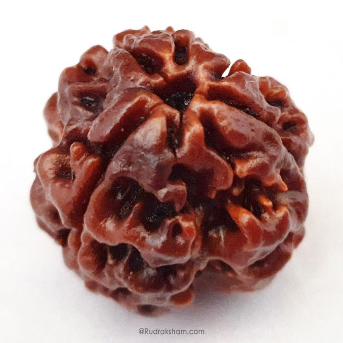 (20.32mm) 3 Mukhi Rudraksha Super Collector Bead | 3 Mukhi Rudraksha Bead | Teen Mukhi, Three Faced Rudraksha from Nepal | Three Mukhi Rudraksha Bead for Planet Mars