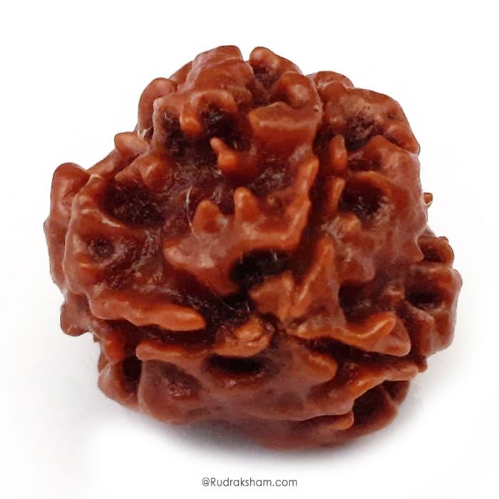 (21.87mm) 3 Mukhi Rudraksha Super Collector Bead | 3 Mukhi Rudraksha Bead | Teen Mukhi - Three Faced Rudraksha from Nepal | 100% Authentic Pure Natural - Super Collector Bead