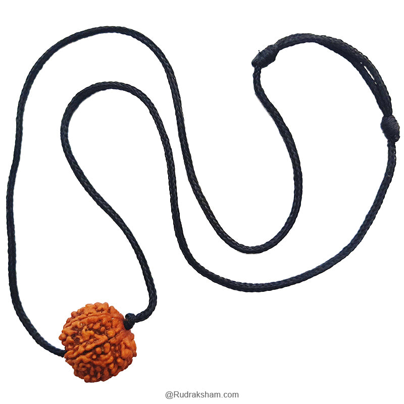 7 Mukhi Rudraksha Bead | Buy Online Nepal bead Seven faced original energised Rudraksha Bead | Saat Mukhi