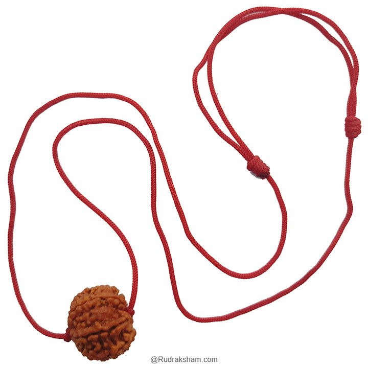 7 Mukhi Rudraksha Bead | Buy Online Nepal bead Seven faced original energised Rudraksha Bead | Saat Mukhi