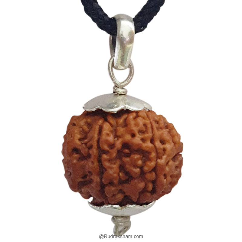 7 Mukhi Rudraksha Bead | Buy Online Nepal bead Seven faced original energised Rudraksha Bead | Saat Mukhi