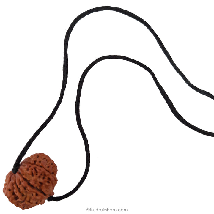 9 Mukhi Rudraksha Bead | 9 Faced Nepal Rudraksha Bead Original and Energised Nau Mukhi | Buy Online 9 Mukhi Rudraksha