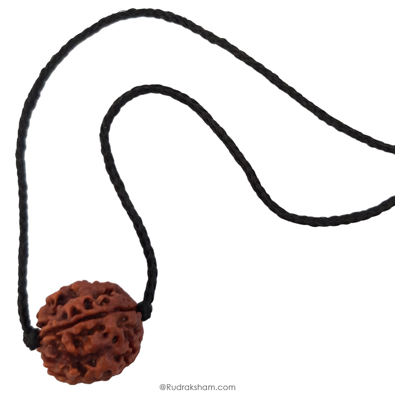 4 Mukhi Rudraksha Bead | 4 Faced Rudraksha From Nepal Buy Original & Genuine Beads Char Mukhi
