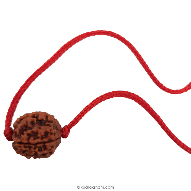 4 Mukhi Rudraksha Bead | 4 Faced Rudraksha From Nepal Buy Original & Genuine Beads Char Mukhi