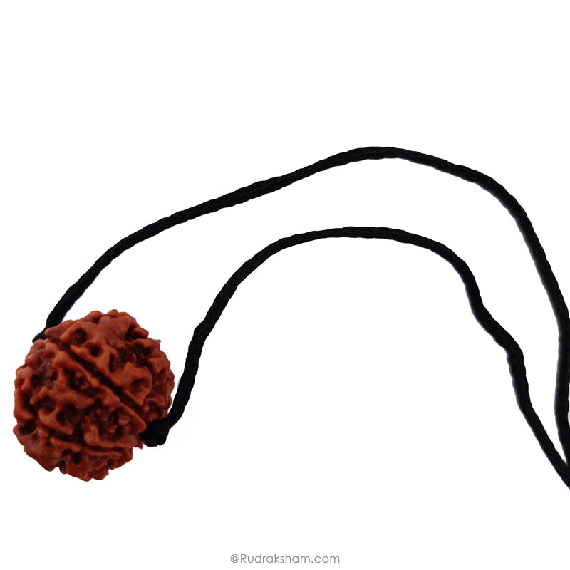 6 Mukhi Rudraksha Bead from Nepal, Six Mukhi Faced Spiritual Rudraksha Bead
