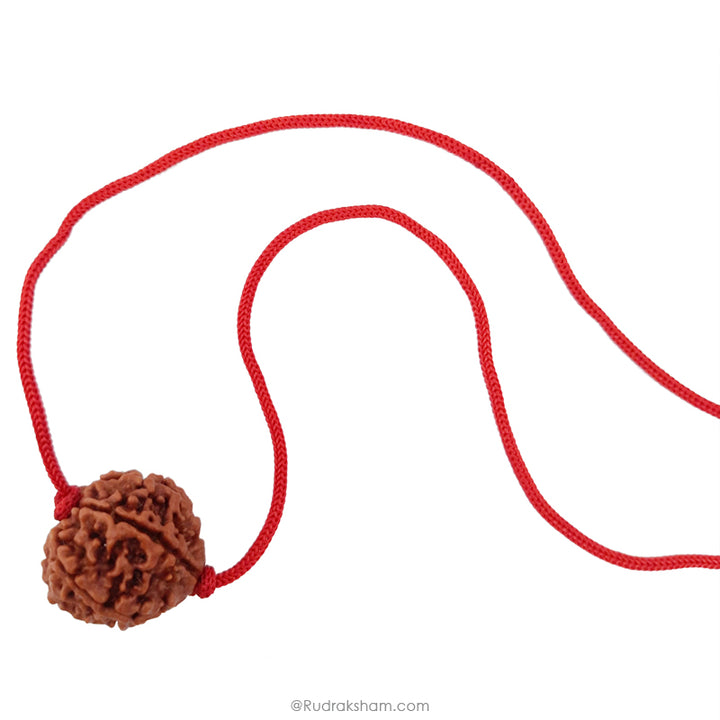 6 Mukhi Rudraksha Bead from Nepal, Six Mukhi Faced Spiritual Rudraksha Bead