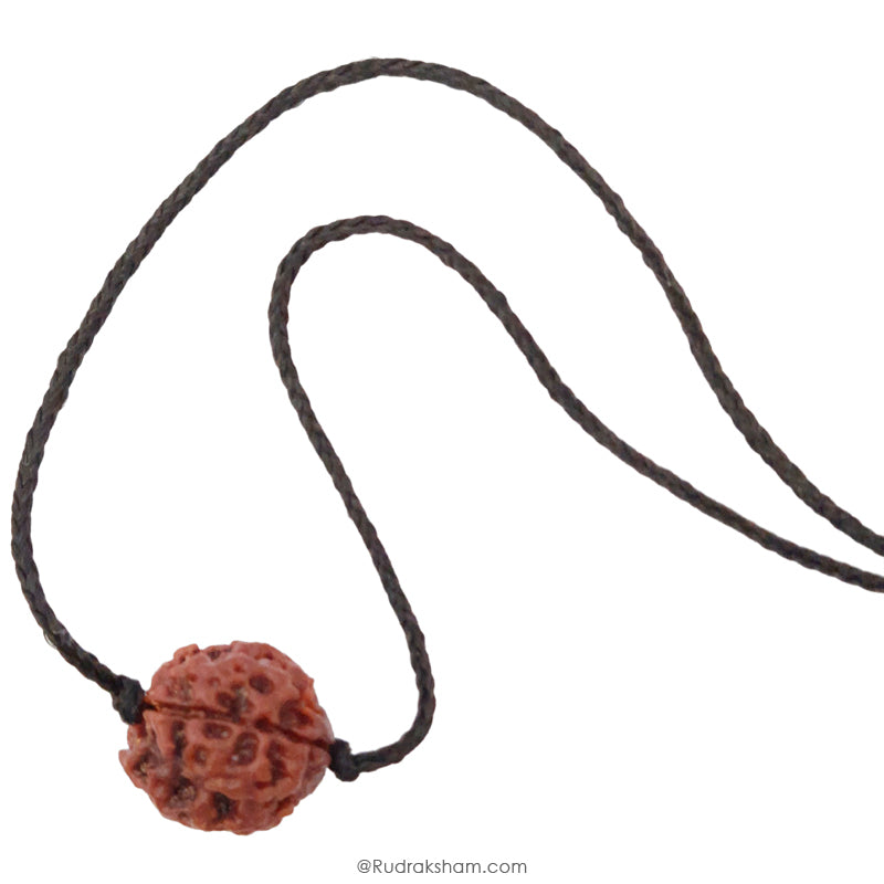 3 Mukhi Rudraksha Bead | Original Three Faced Nepal Rudraksha Bead | Authentic Rudraksha Teen Mukhi
