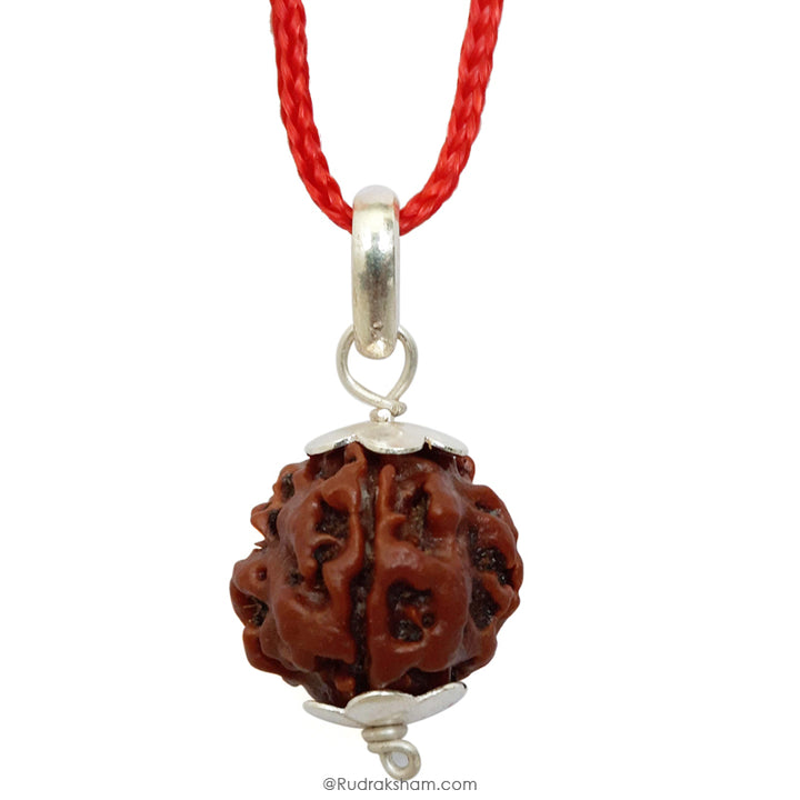 3 Mukhi Rudraksha Bead | Original Three Faced Nepal Rudraksha Bead | Authentic Rudraksha Teen Mukhi
