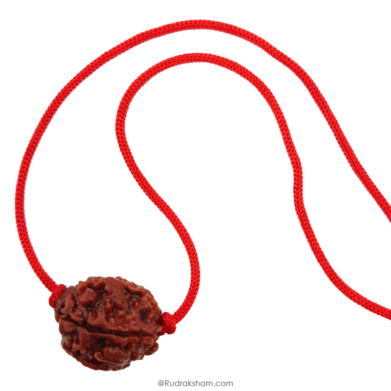 3 Mukhi Rudraksha Bead | Original Three Faced Nepal Rudraksha Bead | Authentic Rudraksha Teen Mukhi