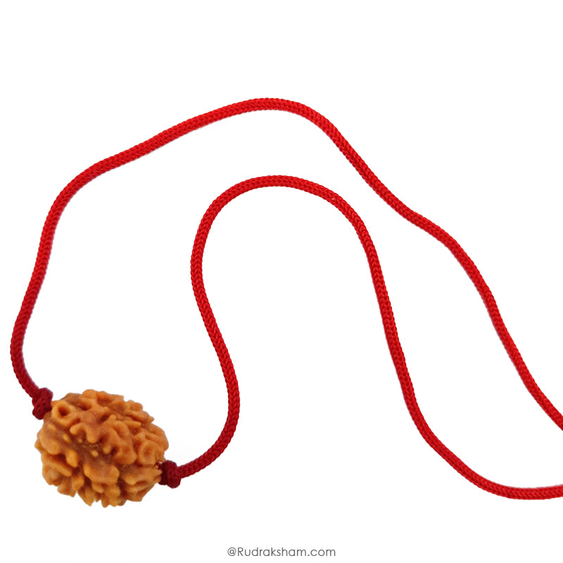 2 Mukhi Rudraksha Bead |Two faced Rudraksha Bead Online Do Mukhi Indian / Nepal Bead Natural and Pure .