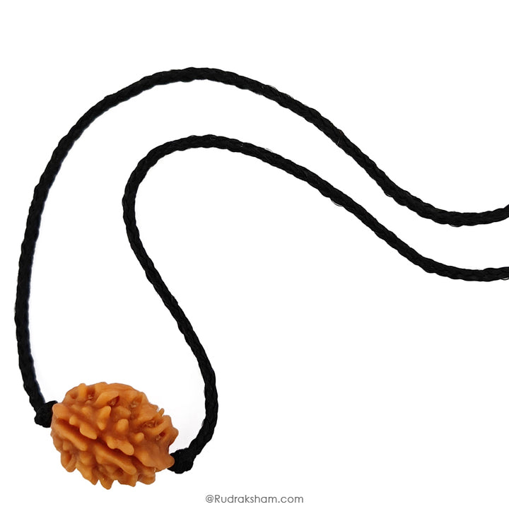 2 Mukhi Rudraksha Bead |Two faced Rudraksha Bead Online Do Mukhi Indian / Nepal Bead Natural and Pure .