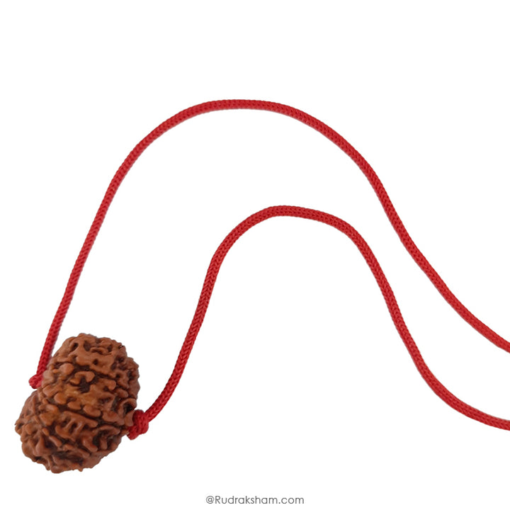 11 Mukhi Rudraksha Bead Online | Original and Energised Eleven Mukhi Rudraksha, 11 Faced Bead Benefits