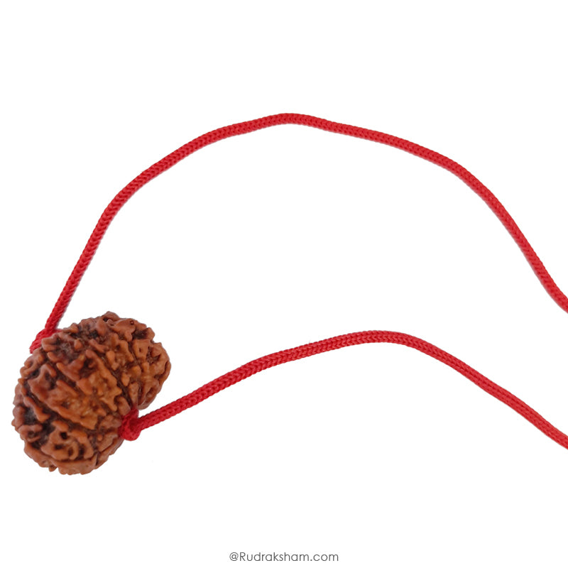 12 Mukhi Rudraksha Bead | Barah Mukhi, Buy Online Twelve Faced Energised Natural Nepal Rudraksha Bead