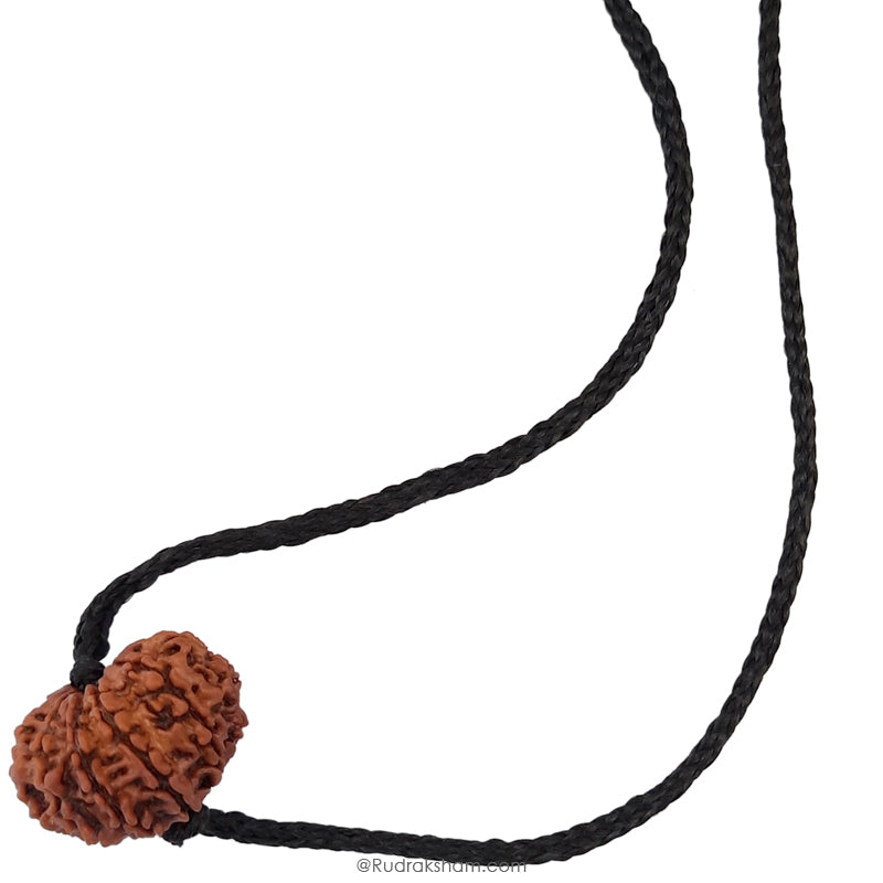 11 Mukhi Rudraksha Bead Online | Original and Energised Eleven Mukhi Rudraksha, 11 Faced Bead Benefits