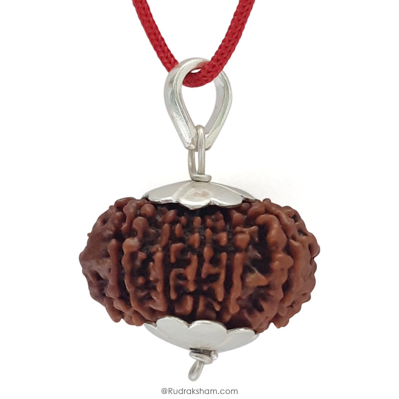 12 Mukhi Rudraksha Bead | Barah Mukhi, Buy Online Twelve Faced Energised Natural Nepal Rudraksha Bead