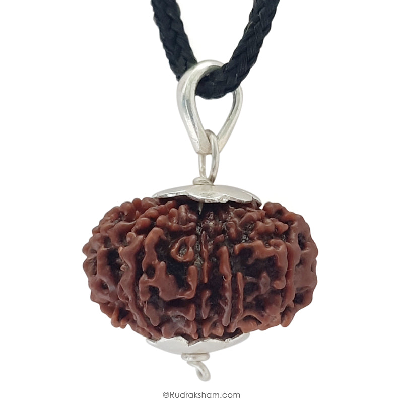 11 Mukhi Rudraksha Bead Online | Original and Energised Eleven Mukhi Rudraksha, 11 Faced Bead Benefits