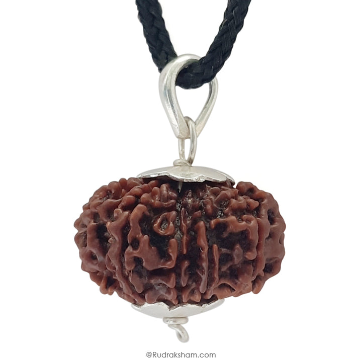 11 Mukhi Rudraksha Bead Online | Original and Energised Eleven Mukhi Rudraksha, 11 Faced Bead Benefits