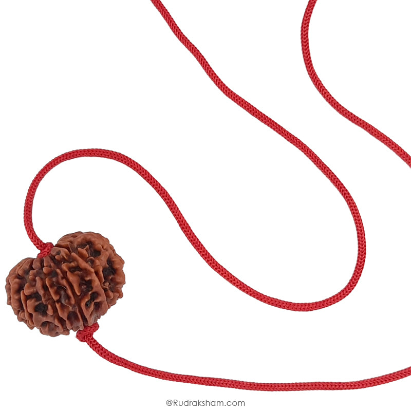 13 Mukhi Rudraksha Bead from Nepal | Buy Original Thirteen Mukhi Rudraksha Spiritual bead For Attraction