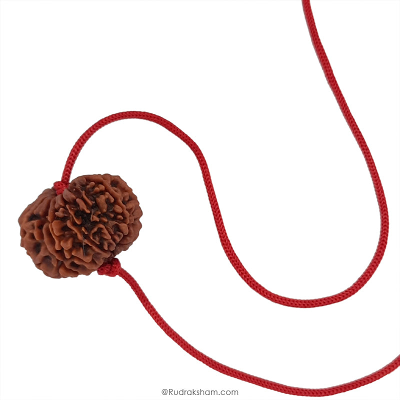 14 Mukhi Rudraksha Bead, Third Eye Opener, 14 Faced Rudraksha Bead from Nepal Spiritual Pure Natural Energised Rudraksha Bead