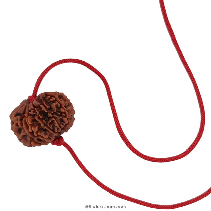 14 Mukhi Rudraksha Bead, Third Eye Opener, 14 Faced Rudraksha Bead from Nepal Spiritual Pure Natural Energised Rudraksha Bead