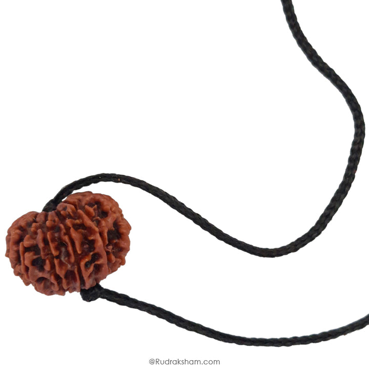 13 Mukhi Rudraksha Bead from Nepal | Buy Original Thirteen Mukhi Rudraksha Spiritual bead For Attraction