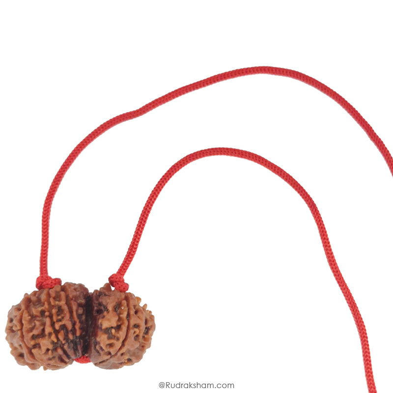 Gauri Shankar Rudraksha Bead | Gauri Shankar | Shiva Parvati Nepal Bead | Original Energised 100% Natural Bead