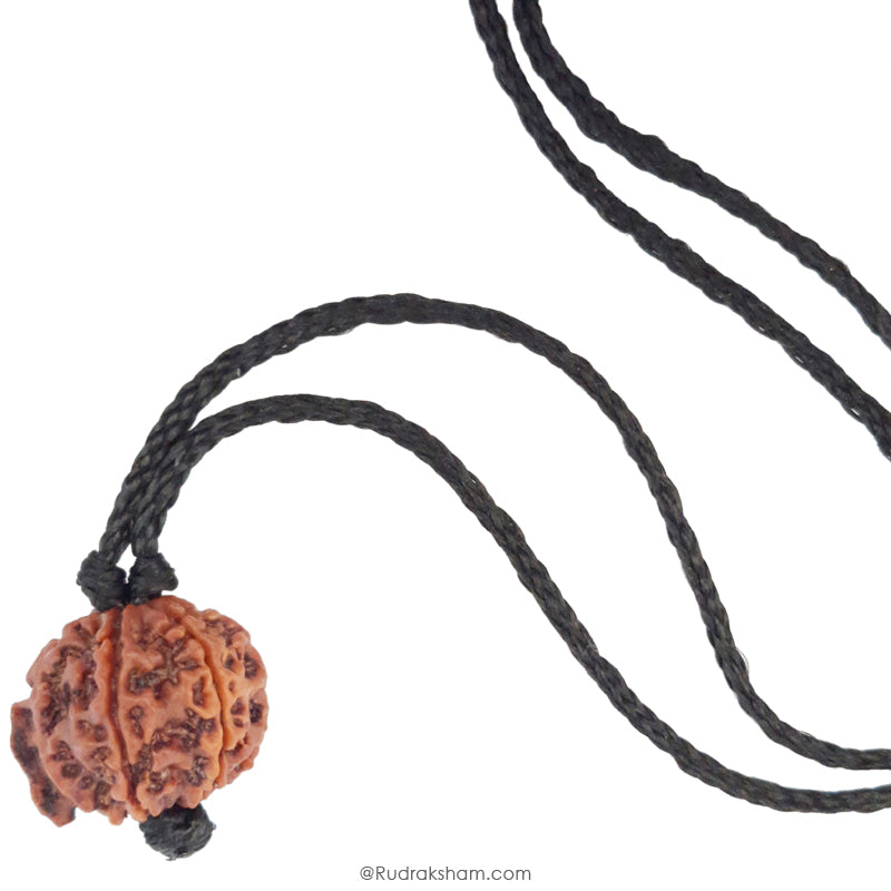 Ganesh Rudraksha Bead | 100% Original Energised Natural Spiritual Ganesha Rudraksha Bead from Nepal