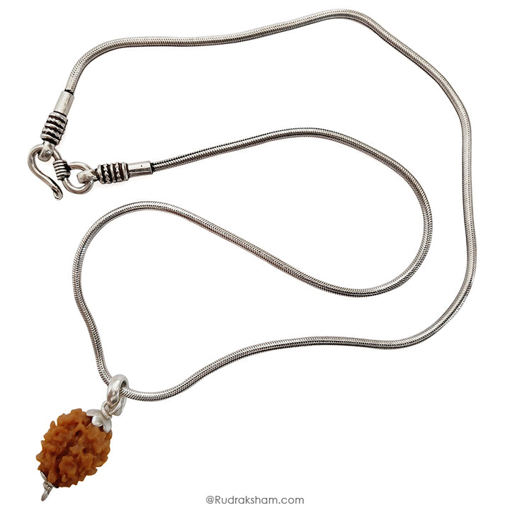 2 Mukhi Rudraksha Bead |Two faced Rudraksha Bead Online Do Mukhi Indian / Nepal Bead Natural and Pure .