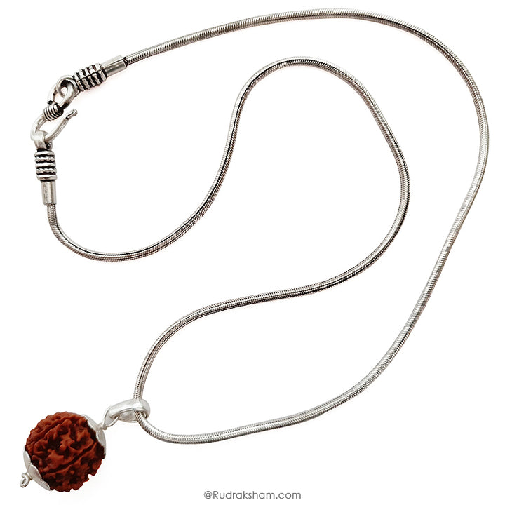 6 Mukhi Rudraksha Bead from Nepal, Six Mukhi Faced Spiritual Rudraksha Bead