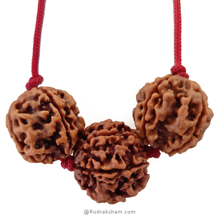 Education Necklace | Saraswati Thread Pendant | Ideal For Students | Combination of 6 Mukhi Rudraksha and 4 Mukhi Rudraksha