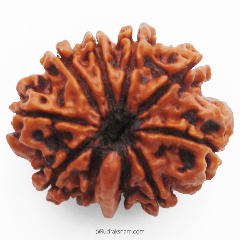 (26.77mm) 10 Mukhi Ganesh Rudraksha Bead From Nepal, Buy Online Natural Energised And Pure Ten Mukhi Ganesh Trunk Rudraksham
