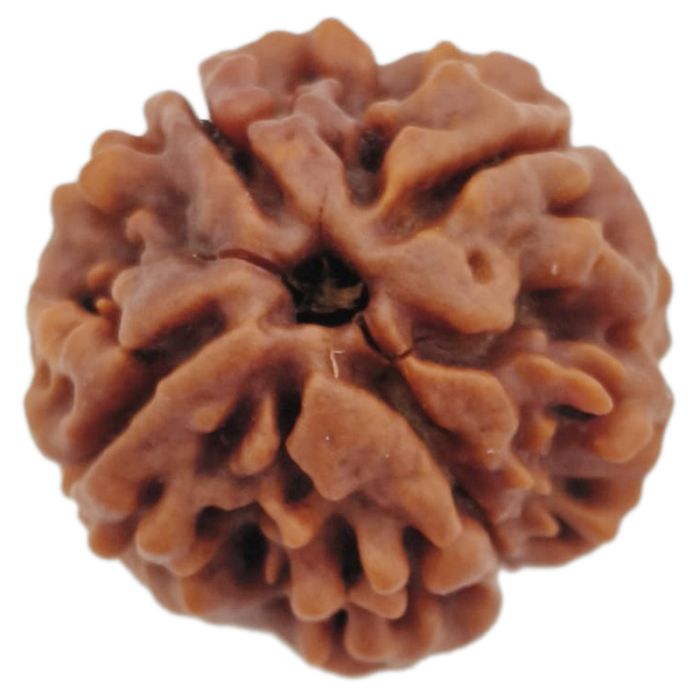 (21.84mm) 4 Mukhi Rudraksha Super Collector Bead | 4 Mukhi Rudraksha Bead | Chaar Mukhi, 4 Faced Rudraksha from Nepal |100% Original Energised Natural - Super Collector Rudraksha Bead