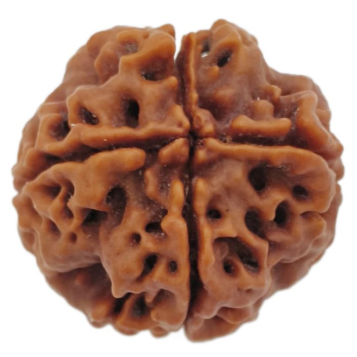 (21.84mm) 4 Mukhi Rudraksha Super Collector Bead | 4 Mukhi Rudraksha Bead | Chaar Mukhi, 4 Faced Rudraksha from Nepal |100% Original Energised Natural - Super Collector Rudraksha Bead