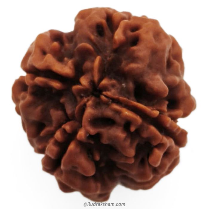 (22.10mm) 4 Mukhi Rudraksha Super Collector Bead | 4 Mukhi Rudraksha Bead | Chaar Mukhi, Four Faced Rudraksha from Nepal | 100% Authentic Original Natural - Super Collector Bead