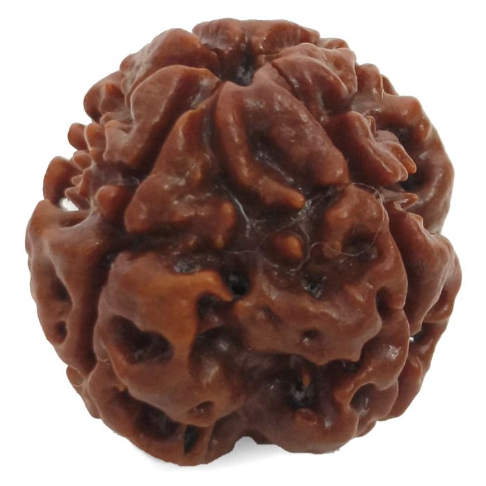 (22.13mm) 4 Mukhi Rudraksha Super Collector Bead | 4 Mukhi Rudraksha Bead | Chaar Mukhi, Four Faced Rudraksha from Nepal | 100% Authentic Original Natural - Super Collector Bead