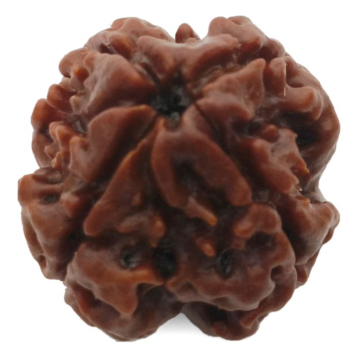(22.13mm) 4 Mukhi Rudraksha Super Collector Bead | 4 Mukhi Rudraksha Bead | Chaar Mukhi, Four Faced Rudraksha from Nepal | 100% Authentic Original Natural - Super Collector Bead