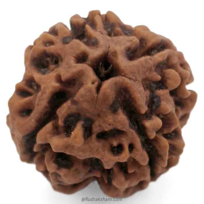 (22.26mm) 4 Mukhi Rudraksha Super Collector Bead | 4 Mukhi Rudraksha Bead | Chaar Mukhi - Four Faced Rudraksha from Nepal | Super Quality 4 Mukhi Bead