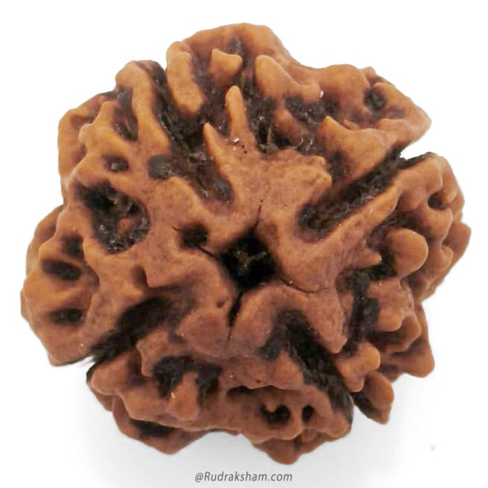 (22.26mm) 4 Mukhi Rudraksha Super Collector Bead | 4 Mukhi Rudraksha Bead | Chaar Mukhi - Four Faced Rudraksha from Nepal | Super Quality 4 Mukhi Bead
