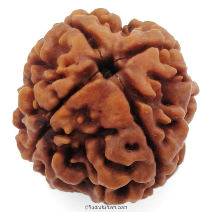 (22.49mm) 4 Mukhi Rudraksha Super Collector Bead | 4 Mukhi Rudraksha Bead | Chaar Mukhi - Four Faced - Rudraksha from Nepal 100% Authentic Original Natural - Super Collector Bead