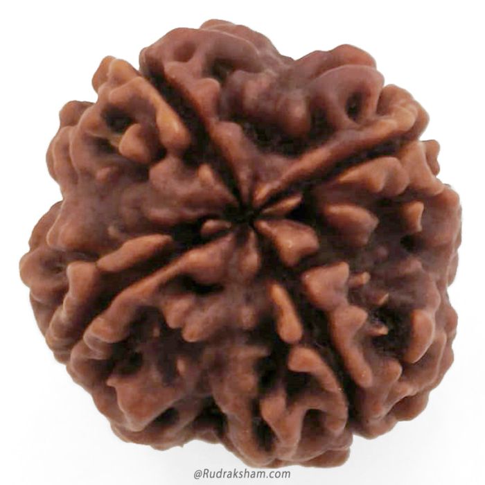 (22.49mm) 4 Mukhi Rudraksha Super Collector Bead | 4 Mukhi Rudraksha Bead | Chaar Mukhi - Four Faced - Rudraksha from Nepal 100% Authentic Original Natural - Super Collector Bead