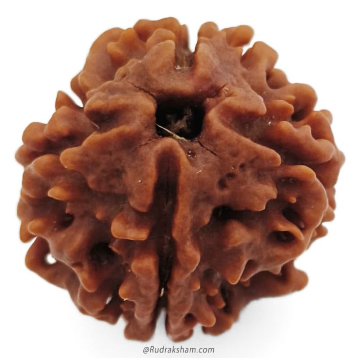 (22.54mm) 4 Mukhi Rudraksha Super Collector Bead | 4 Mukhi Rudraksha Bead | Chaar Mukhi, Four Faced Nepal Bead | Pure Energised 4 Mukhi Shiva Bead