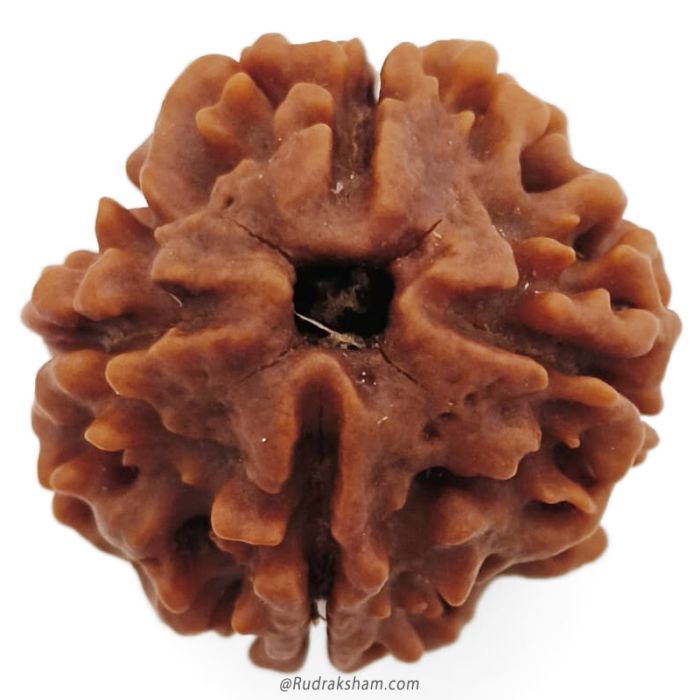 (22.54mm) 4 Mukhi Rudraksha Super Collector Bead | 4 Mukhi Rudraksha Bead | Chaar Mukhi, Four Faced Nepal Bead | Pure Energised 4 Mukhi Shiva Bead