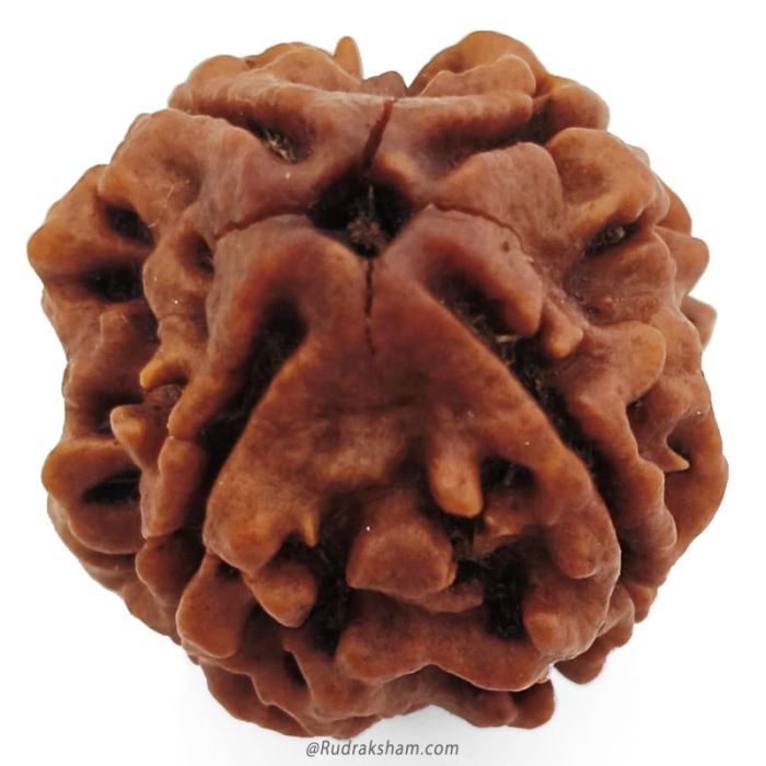 (22.76mm) 4 Mukhi Rudraksha Super Collector Bead | 4 Mukhi Rudraksha Bead | Chaar Mukhi - Four Faced Rudraksha from Nepal | Benefits and Uses of 4 Mukhi Rudraksha Super Collector