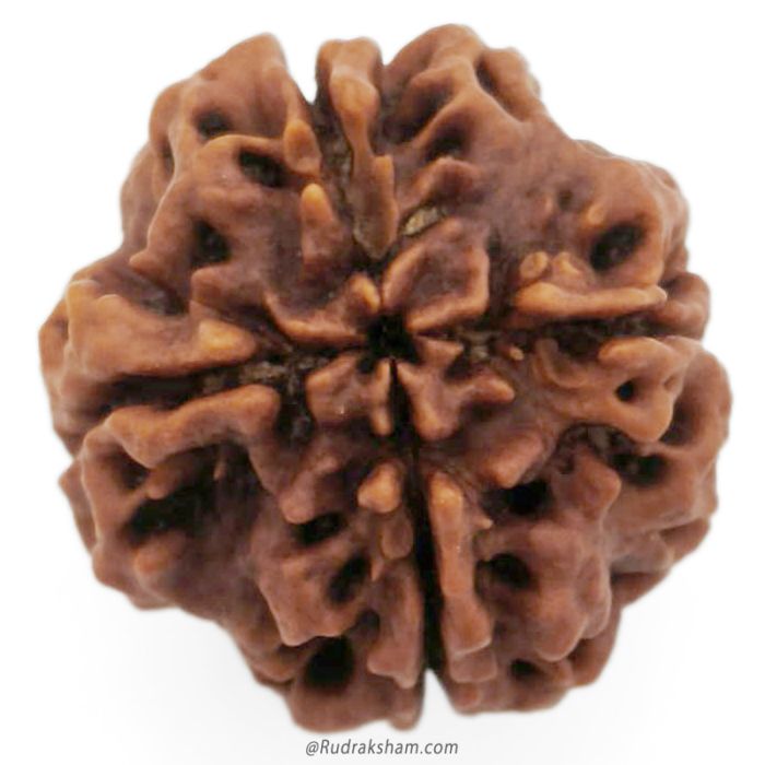 (22.76mm) 4 Mukhi Rudraksha Super Collector Bead | 4 Mukhi Rudraksha Bead | Chaar Mukhi - Four Faced Rudraksha from Nepal | Benefits and Uses of 4 Mukhi Rudraksha Super Collector