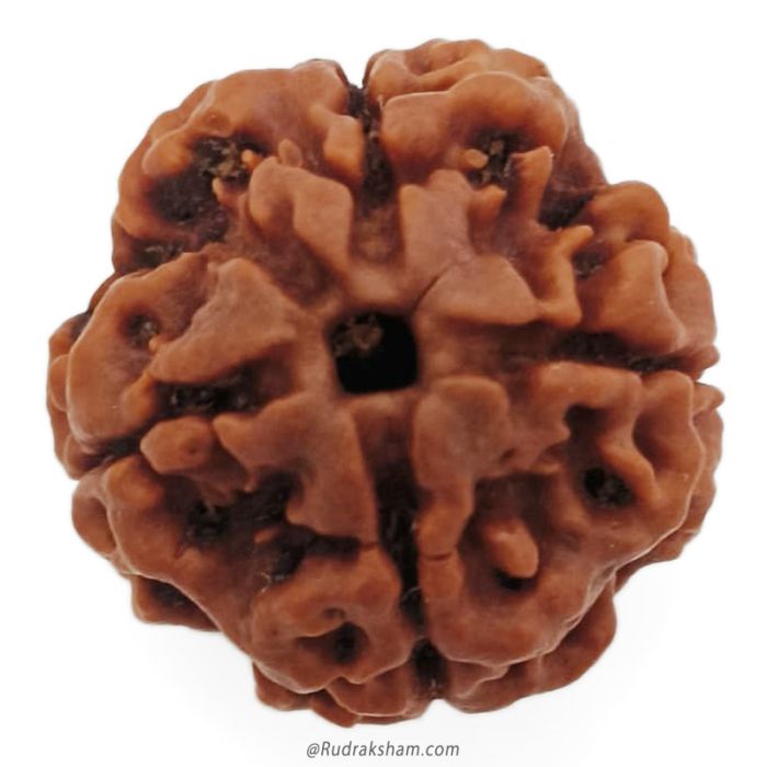 (22.82mm) 4 Mukhi Rudraksha Super Collector Bead | 4 Mukhi Rudraksha Bead | Chaar Mukhi, Four Faced Rudraksha from Nepal | Mantra for Chaar Mukhi Rudraksha Bead