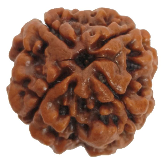 (22.84mm) 4 Mukhi Rudraksha Super Collector Bead | 4 Mukhi Rudraksha Bead | Chaar Mukhi - Four Faced Rudraksha from Nepal | 100% Authentic Original Natural - Super Collector Bead