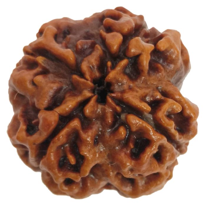 (22.98mm) 4 Mukhi Rudraksha Super Collector Bead | 4 Mukhi Rudraksha Bead | Chaar Mukhi - Four Faced Rudraksha from Nepal | Energised & Powerful 4 Mukhi Bead
