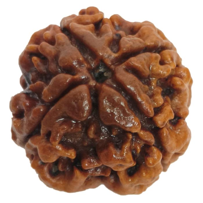(22.98mm) 4 Mukhi Rudraksha Super Collector Bead | 4 Mukhi Rudraksha Bead | Chaar Mukhi - Four Faced Rudraksha from Nepal | Energised & Powerful 4 Mukhi Bead